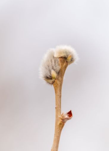 Nature awakes in spring. Blooming willow twigs and furry...