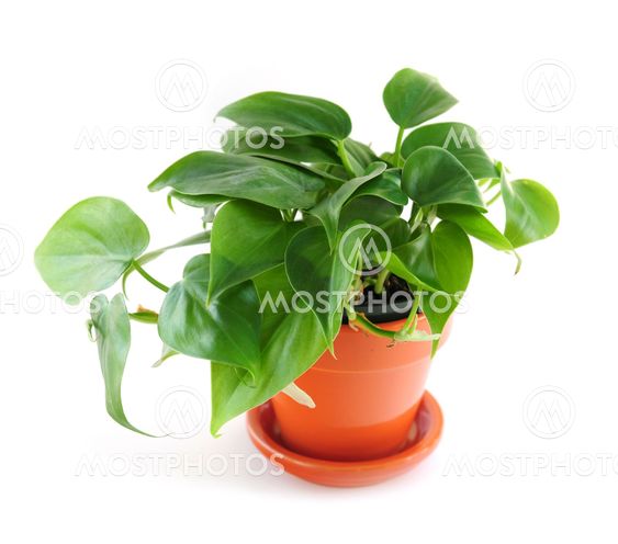 Potteplante på hvid baggrund