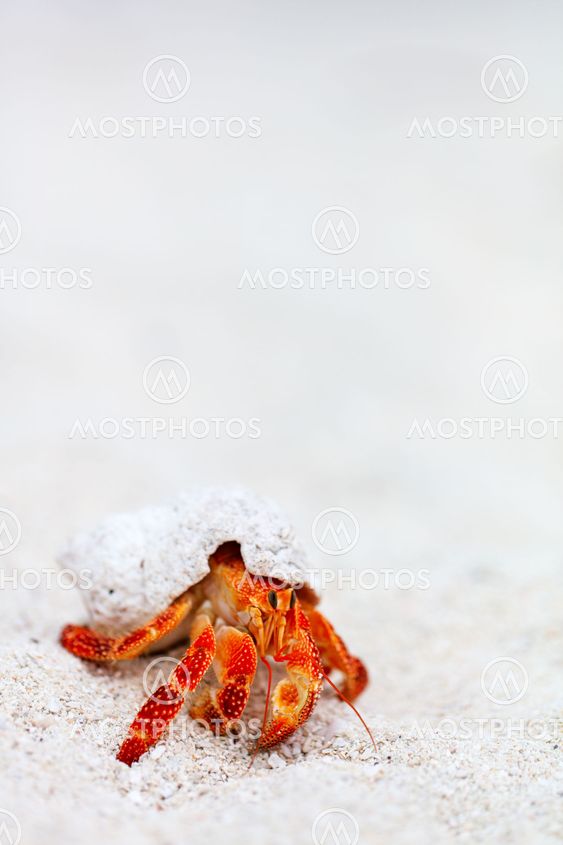 Hermit crab