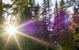 Sunshine in forest during sunset