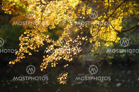 Beautiful golden autumn leaves