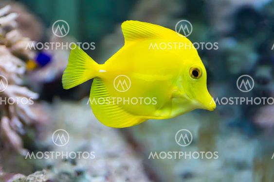 Zebrasoma yellow tang fish