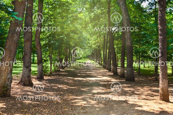 park allee summer trees