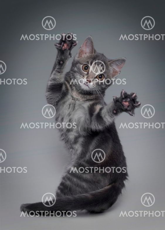 katt