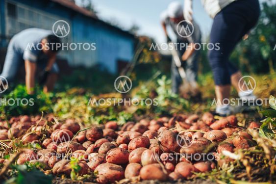 Harvest time concept. Farmer harvesting fresh organic...