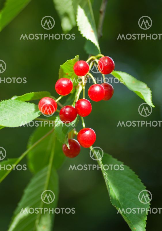 Cherry tree