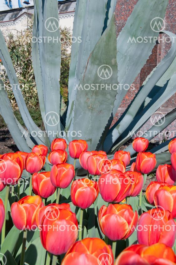 tulip in flower field