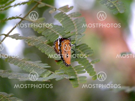 Perhonen - Common tiikeri
