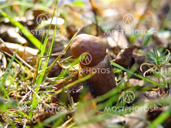 mushroom