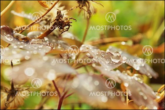 Rainy day