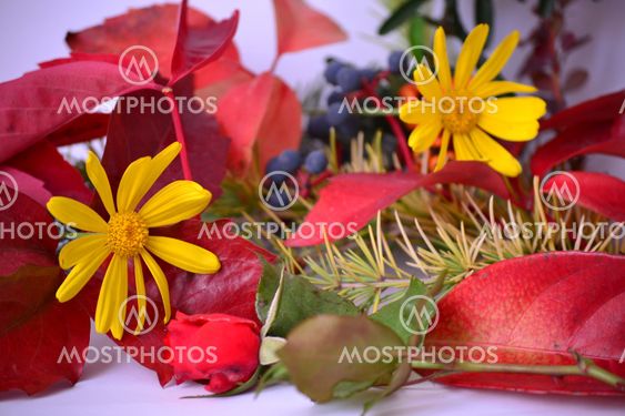 Chamomile,plant,people,flowers,