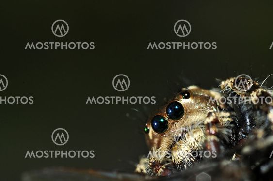 A Brown Spider