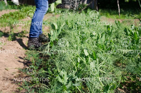 pea plants and gardener water with watering-can