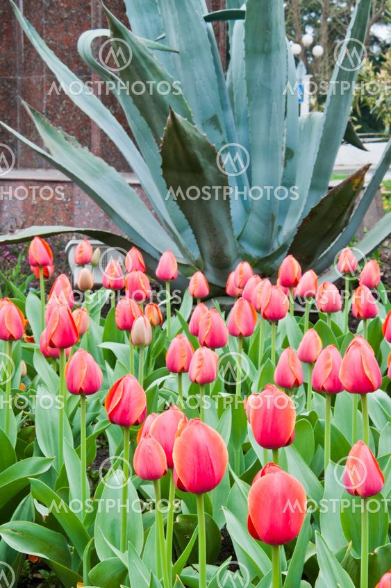 tulip in flower field