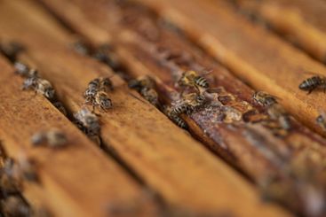 Environment, hive and honey with bees closeup on box for...
