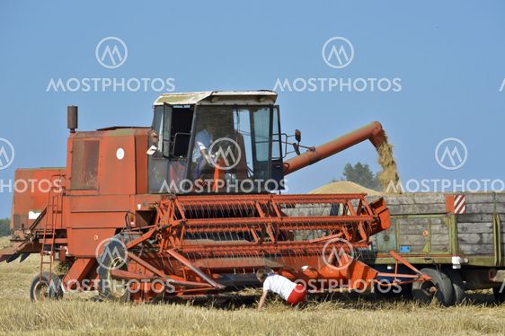 Harvest,