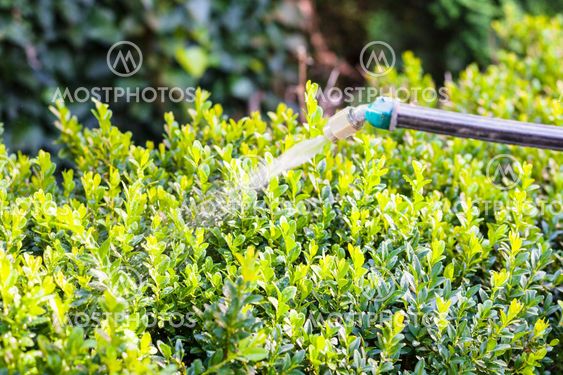 processing of boxwood bushes by pesticide