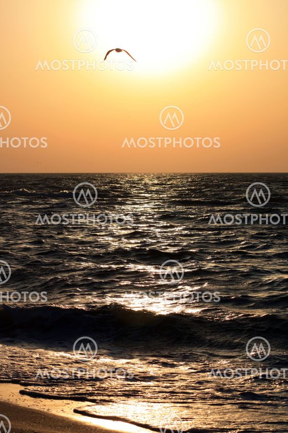 Sunrise over the sea with a seagull