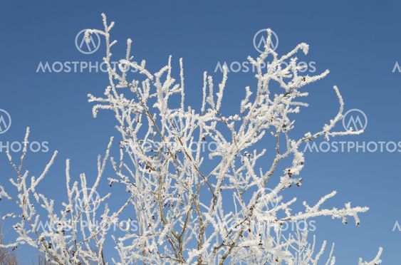 Winter alder tree