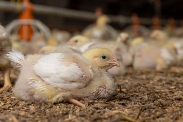 small chickens in down and feathers during cultivation...