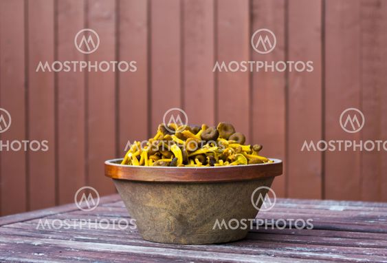 Funnel chanterelles