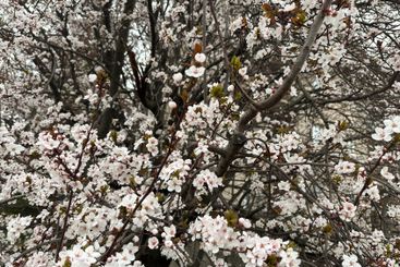 Blooming tree in the gentle sunshine branches in spring....