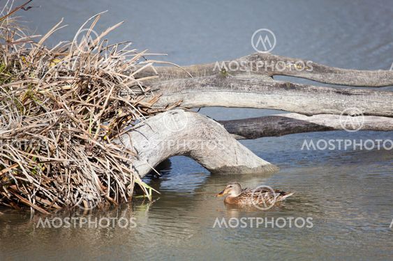 Duck in Salburua, Vitoria, Alava, Spain