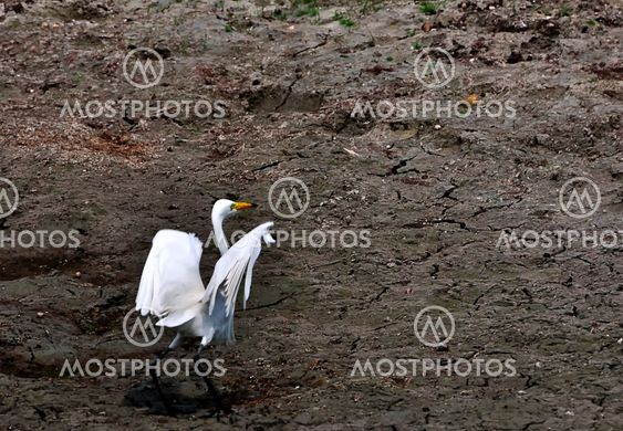 White egret in a dry pond, drought, global warming, ecology, envioronmental hazard