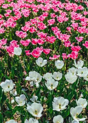 Tulip. Beautiful bouquet of tulips. colorful tulips.