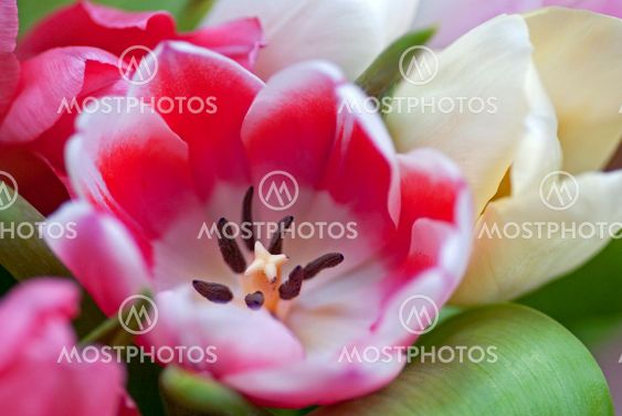 Tulip