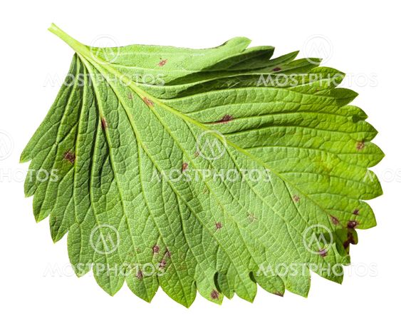 back side of green leaf of garden strawberry