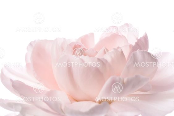 Closeup of pink carnation