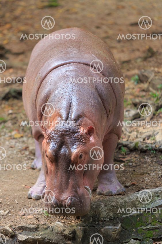 Hippopotamus in zoo