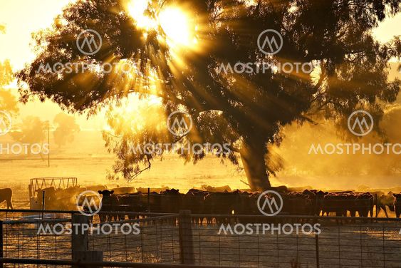 cattle sunrise