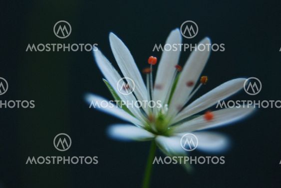 Haq N Kuva Valkoinen Pieni Kukka Mostphotos