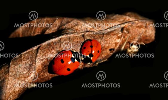 Two on Leaf