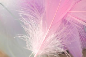 feather wallpaper in pastel colors.Delicate Pink...