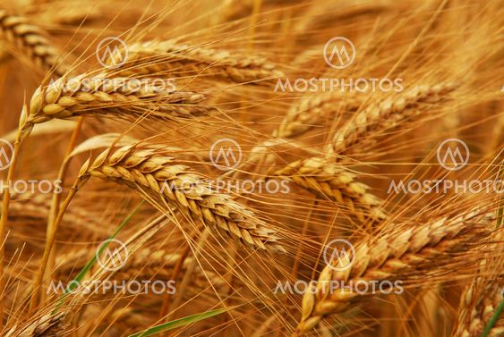 Wheat
