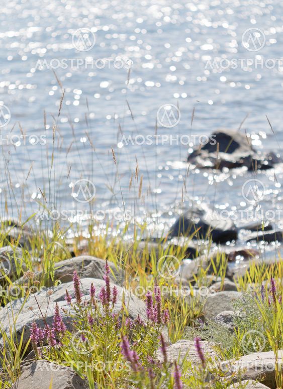 Purple flowers growing on the rocky coastline, blue sea...