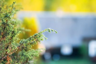 Juniper tree close up.
