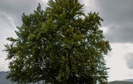 young woman in a red dress sits under a big tree