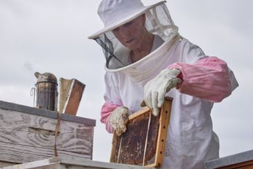 Farm, beekeeper and harvesting of honey, suit and frame...