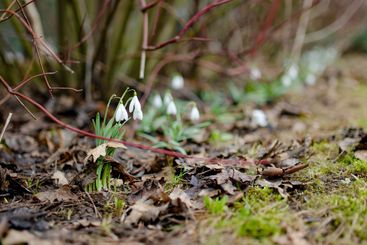Spring snowdrop flowers blossoming outdoors.