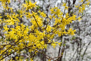 Forsythia branches covered in bright yellow flowers....