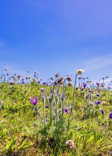 Meadow with Pasque flower in bloom on a meadow a sunny...