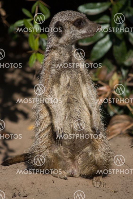 Meerkat