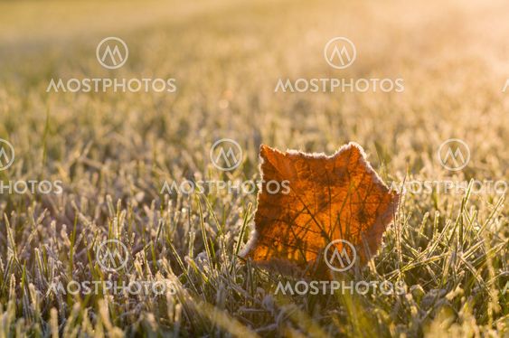 Frozen leaf on the morning grass