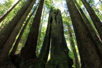Burned Redwood Tree