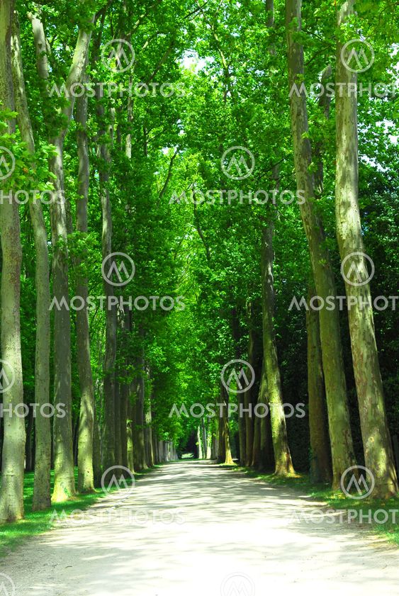 Road and trees