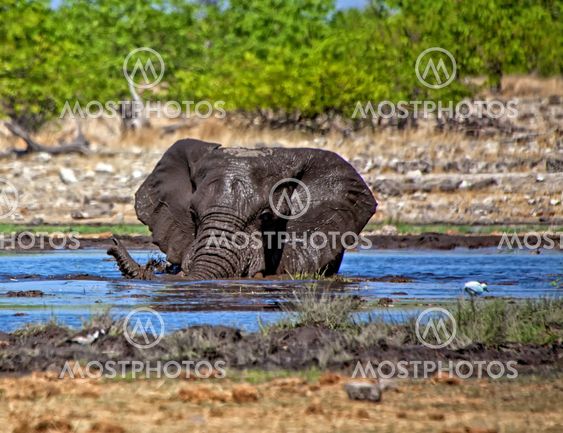 an elephant swiming in a waterhole at etosha national park namibia